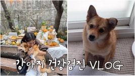 예서 강아지 건강검진 - 구구단 갤러리