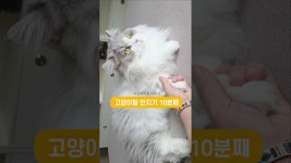 네이버 인플루언서 [네이버 인플루언서] 부러우면 지는 겁니다😀 #고양이 랑 손잡고 자요😺 #천사냥 김바비❤️ #먼치킨고양이 #고양이브이로그... 