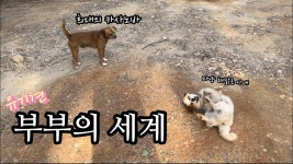 유기견 가족 봐 주세요 - 멍멍이 갤러리