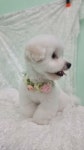 땡큐펫살롱 - YouTube