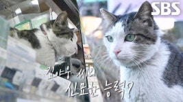 동물농장 복권방 고양이 가게 어디야 - 기타 국내 드라마 갤러리