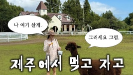 네이버 인플루언서 [네이버 인플루언서] ✨꿈꾸던 제주도 보름살기 시작🌳 (현지인 추천 코스.해녀맛집.각지불.동물농장🦙)