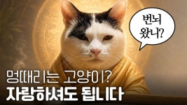 네이버 인플루언서 [네이버 인플루언서] (속보) 멍때리는 고양이는 행복하다고 밝혀져…