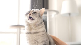 네이버 인플루언서 [네이버 인플루언서] 티티...