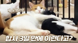 네이버 인플루언서 [네이버 인플루언서] 합사 3일 만에 동생 껴안고 애지중지하는 착한 고양이 팡이 ㅠㅠ