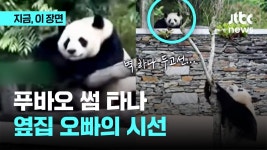 푸바오 썸 타나? 옆집 오빠 허허의 시선.jpg - 실시간 베스트 갤러리