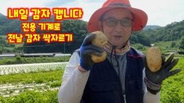 싹자르기 2026년 햇 감자 수확을 위해 하루 전날 감자 싹을 미리 자릅니다 수미감자 감물감자 괴산감자 괴산군 감물면 풀뿌리농장 [감자재배방법]