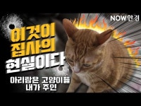 고양이와 함께하는 생활 …집사가 눈물 훔친 사연은?! | 한국경제 [NOW한경] 고양이와 함께하는 생활 …집사가 눈물 훔친 사연은?!