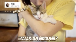 네이버 인플루언서 [네이버 인플루언서] 금쪽이 새끼고양이가 크집사님과 사랑에 빠져버렸습니다