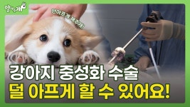 네이버 인플루언서 [네이버 인플루언서] 중성화 수술, 아이를 위해 덜 아프게 하고 싶다면? | 본동물의료센터 [알려주개]