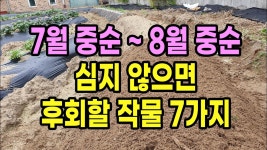 네이버 인플루언서 [네이버 인플루언서] 7월 중순 ~ 8월 중순 심지 않으면 후회할 작물 7가지