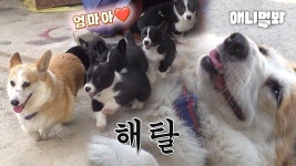 깜댕이 웰시코기 귀엽다 - 사이퍼즈 갤러리