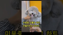 쁘띠숑 - YouTube