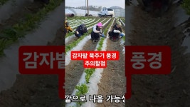 네이버 인플루언서 [네이버 인플루언서] 감자밭 북주기 흙올려주기 풍경 주의할점 풀뿌리농장 #shorts