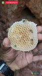 Arupadai Honey Hunters - YouTube