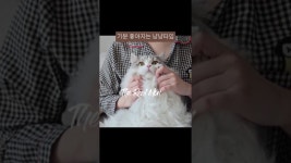 네이버 인플루언서 [네이버 인플루언서] 보고있음 힐링되는 #먼치킨고양이 #김밥이냥 #고양이브이로그 #고양이일상 #천사냥... 