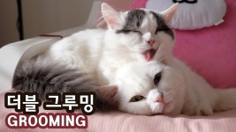 꼬부기 쵸비 더블 그루밍 CATS GROOM EACH OTHER | Doovi 꼬부기 쵸비 더블 그루밍 CATS GROOM EACH OTHER