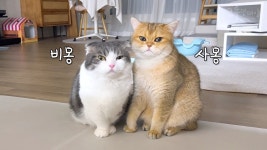 네이버 인플루언서 [네이버 인플루언서] 새벽3시 고양이 깨웠더니 너무 귀여운 반응