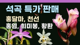 네이버 인플루언서 [네이버 인플루언서] 석곡 특별 판매 (천선, 홍염, 홍달마, 황환, 희미봉)