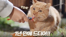 네이버 인플루언서 [네이버 인플루언서] 만난 지 1년 만에 드디어 츄르 받아먹는 쫄보 길냥이 | 호두야 아프지 마