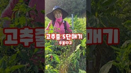 네이버 인플루언서 [네이버 인플루언서] 고추줄 5단매기 괴산청결고추 자연특별시괴산 풀뿌리농장 #shorts