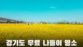 네이버 인플루언서 [네이버 인플루언서] (실시간)한강에서 멋진 유채꽃보면서 힐링할 수 있는 이곳 가보세요! 이곳은 경기도 구리 유채꽃축제입니다.