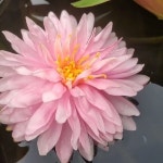 Sujoy Gardening Channel - YouTube Sujoy Gardening Channel