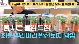 충사탄 좋다는데 이거 사실임? - 식물 갤러리