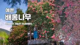 네이버 인플루언서 [네이버 인플루언서] 배롱나무가 예쁜 고려시대의 마을 / 여름여행지, 경남 함안군, 함안가볼만한곳, 고려동유적지