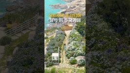 네이버 인플루언서 [네이버 인플루언서] 바다뷰수국 못참지 육지수국중 원탑 #거제도핫플 #수국 #거제수국 #카페바람의언덕 #국내여행 #카페