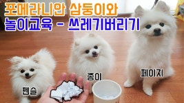 네이버 인플루언서 [네이버 인플루언서] 손선생의 포메라니안