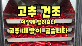 네이버 인플루언서 [네이버 인플루언서] 고추 건조기 건조 방식 조건 괴산청결고추 괴산고추 건조기 건조 건고추 홍고추 풀뿌리농장  [고추재배방법]