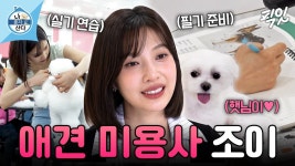 애견미용사조이 - 역학 갤러리