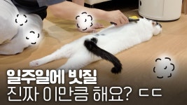 네이버 인플루언서 [네이버 인플루언서] 빗질 좋아하는 고양이로 만드는 비법💈미야옹실 영업중💈