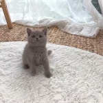 하이펍 강아지고양이 김포본점 - YouTube