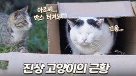 네이버 인플루언서 [네이버 인플루언서] 애기들 괴롭히던 진상 아조씨 고양이의 놀라운 변화