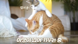 네이버 인플루언서 [네이버 인플루언서] 금쪽이 새끼고양이 업어 키우는 보살 고양이