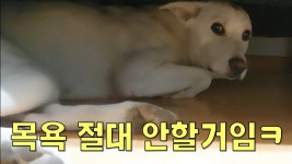 가붕이 강아지와는 조금 다른 복순아 목욕해야겠다 - 가디언 테일즈 마이너 갤러리