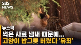 이거 진짜냐? - 야옹이 갤러리