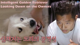 개 키우는것도 쉽지 않아보이네 - 밀리시타 마이너 갤러리