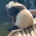 Pets Funny Moments - YouTube Pets Funny Moments