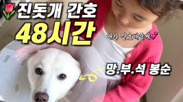 네이버 인플루언서 [네이버 인플루언서] 진돗개 종양 제거 수술 후 진물 나서 다시 병원행ㅠㅠ