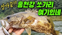 네이버 인플루언서 [네이버 인플루언서] [20240803] 장마 후 홍천강 여울 쏘가리낚시