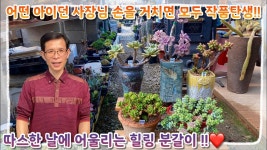 네이버 인플루언서 [네이버 인플루언서] 사장님 손을 거치면 어떤 다육이든 모두 작품으로 탄생 !! 따스한 날씨와 어울리는 힐링 분갈이 !!