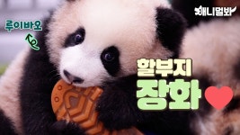 애니멀봐 루후합사 - 바오패밀리 마이너 갤러리