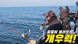 네이버 인플루언서 [네이버 인플루언서] 낚시만하면 40cm 이상 우럭이 줄줄이 올라오는 우럭낚시!