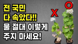 이 물주는법 영상 어떤것같음? - 식물 갤러리 이 물주는법 영상 어떤것같음?  - 식물 갤러리
