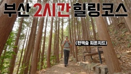 네이버 인플루언서 [네이버 인플루언서] 오션뷰에 편백숲까지 [부산 영도 봉래산] 여행 코스 추천