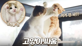 네이버 인플루언서 [네이버 인플루언서] 지극정성으로 키워놨더니 멱살 잡고 싸우는 금쪽이 고양이