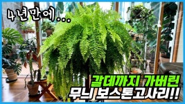 네이버 인플루언서 [네이버 인플루언서] 보스톤고사리 삭발 절대 하지 마세요!! 대왕 보스톤고사리 분갈이 하는날 ㅠㅠ